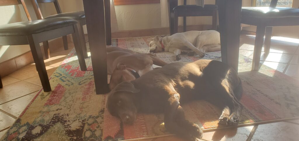 Ash (boxer), Sky (blonde lab) and Sasha (chocolate lab) resting under a table.