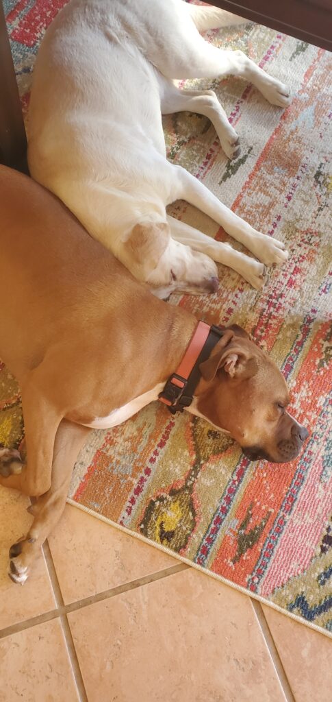 Ash (boxer) and Skye (lab) rest on a rug.